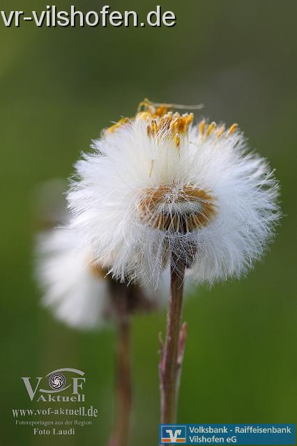 Foto Laudi--38.jpg